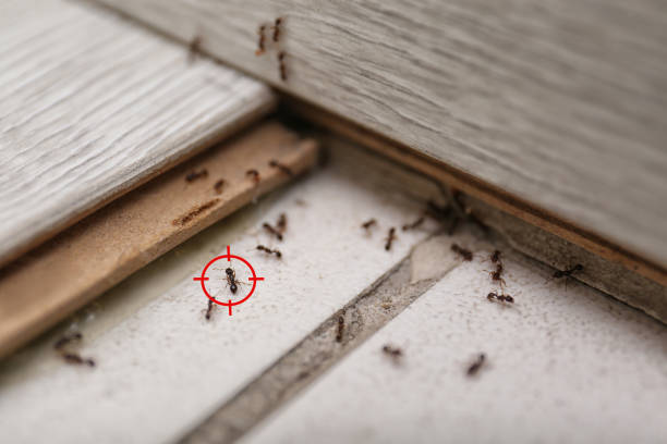 Best Exterminator Services  in Fairview, GA