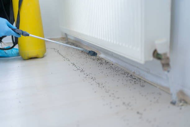 Trusted Fairview, GA Pest Control Experts